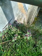 Lamium purpureum