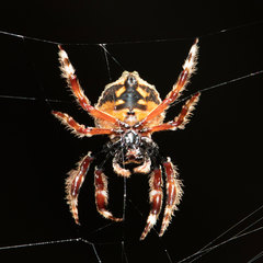 Caerostris sexcuspidata