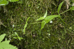 Stellaria fenzlii