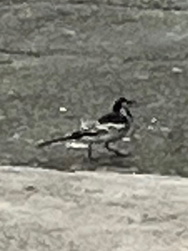White Wagtail