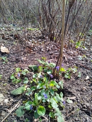 Viola odorata