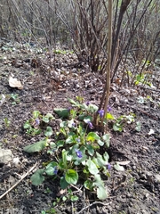 Viola odorata