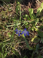 Scilla forbesii