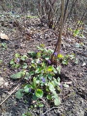 Viola odorata