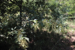 Searsia pyroides image