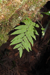 Polypodiastrum mengtzeense