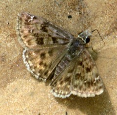 Erynnis martialis