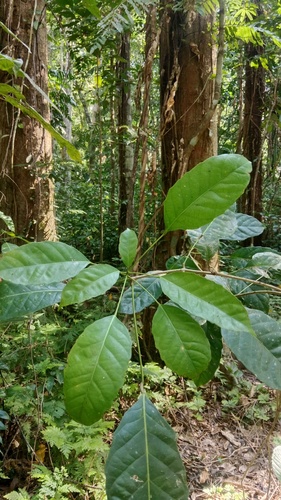 Pimelodendron amboinicum observed 2026-04-18
