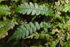 Blechnidium melanopus