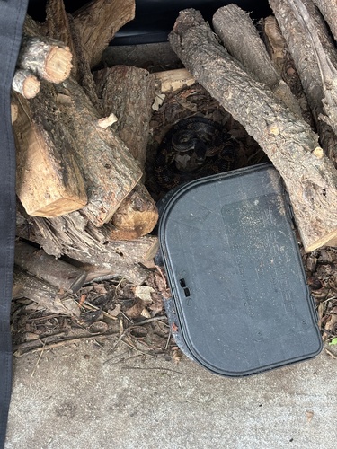 Western Ratsnake observed by joshkelle