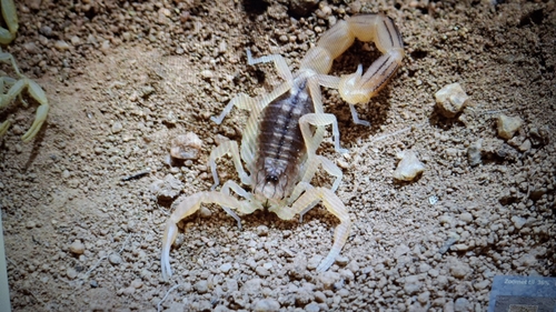 Buthus elmoutaouakili