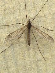 Lunatipula
