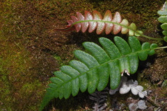 Blechnidium melanopus