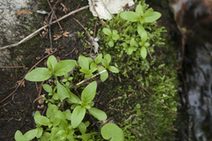Epilobium amurense