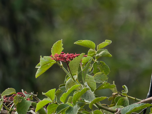 Cissus erosa, photograph 4