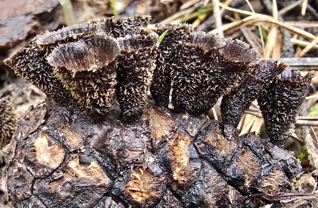 Cyathus striatus · April 2026 · photo: © paulanimigean (iNaturalist, cc-by)