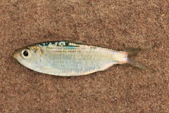 Herklotsichthys castelnaui