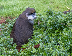 Cercopithecus ascanius