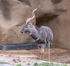 Tragelaphus