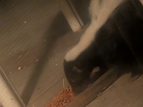 Striped Skunk observed by komalt1