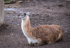 Lama
