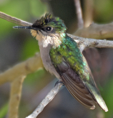 Orthorhyncus cristatus