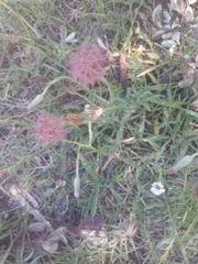 Noticastrum diffusum