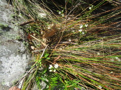 Ornithogalum schlechterianum