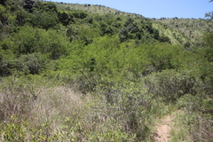Image of Acacia ataxacantha