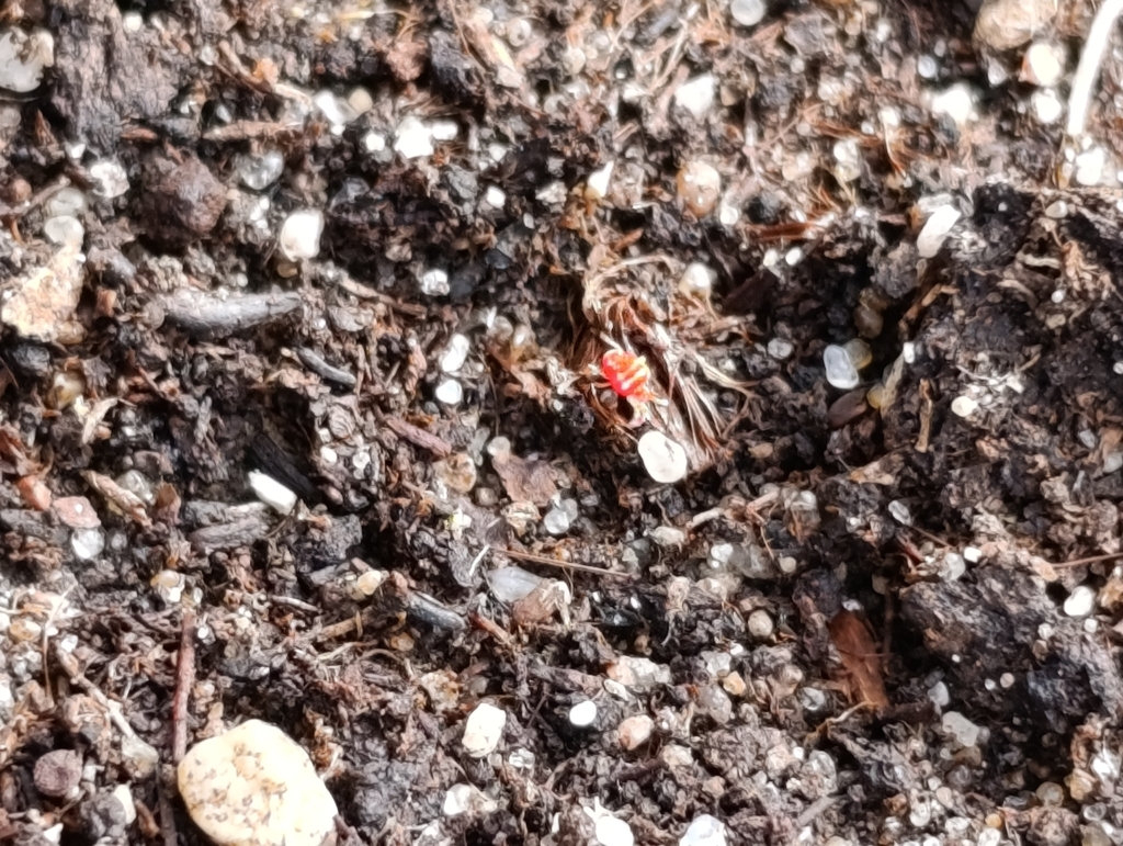 Platytrombidium fasciatum