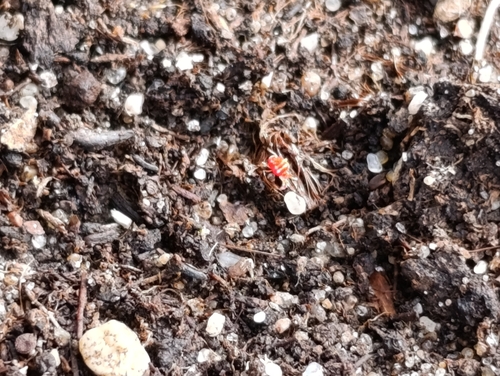 Platytrombidium fasciatum