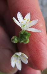 Ornithogalum schlechterianum