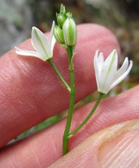 Ornithogalum schlechterianum