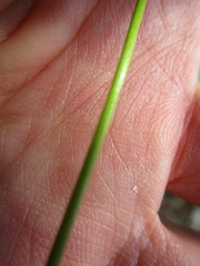Ornithogalum schlechterianum