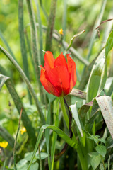 Tulipa agenensis
