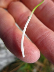 Ornithogalum schlechterianum