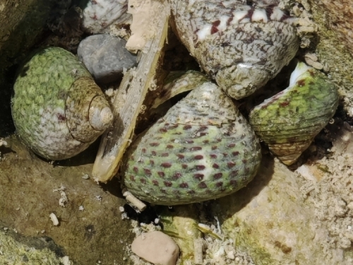 Phorcus turbinatus