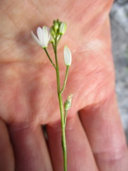 Ornithogalum schlechterianum
