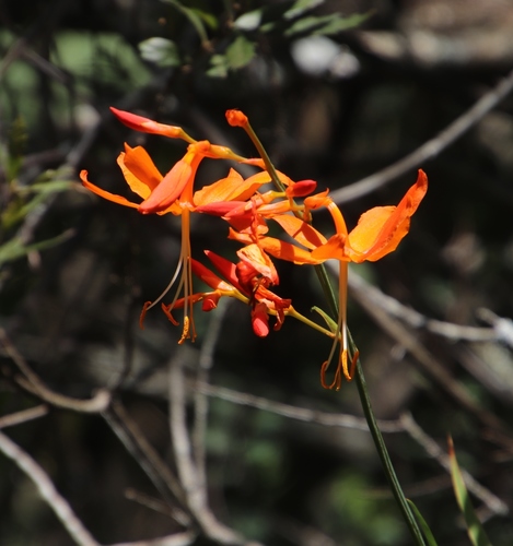 Crocosmia aurea subsp. aurea image