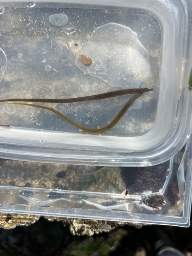 Nerophis lumbriciformis