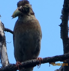 Emberiza leucocephalos