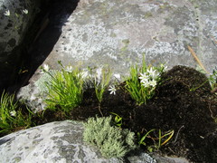 Ornithogalum schlechterianum