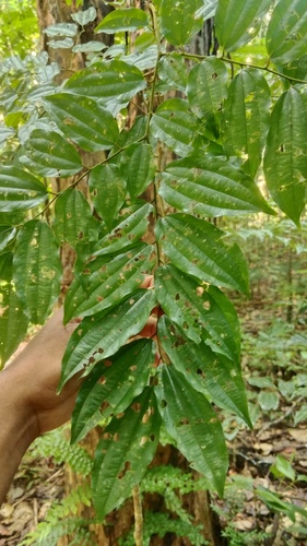 Ziziphus angustifolia observed 2026-04-18