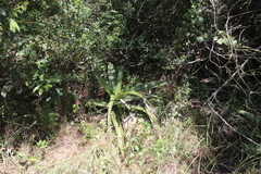 Aloe dyeri image