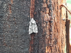 Acronicta rumicis