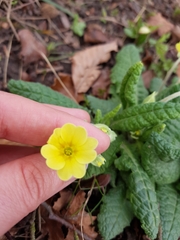 Primula × polyantha