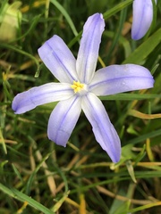 Scilla luciliae