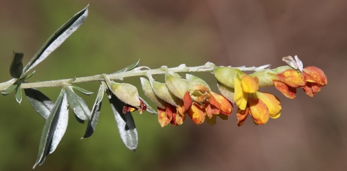 Pearsonia sessilifolia image