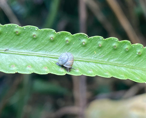 Aphanoconia observed 2026-04-18
