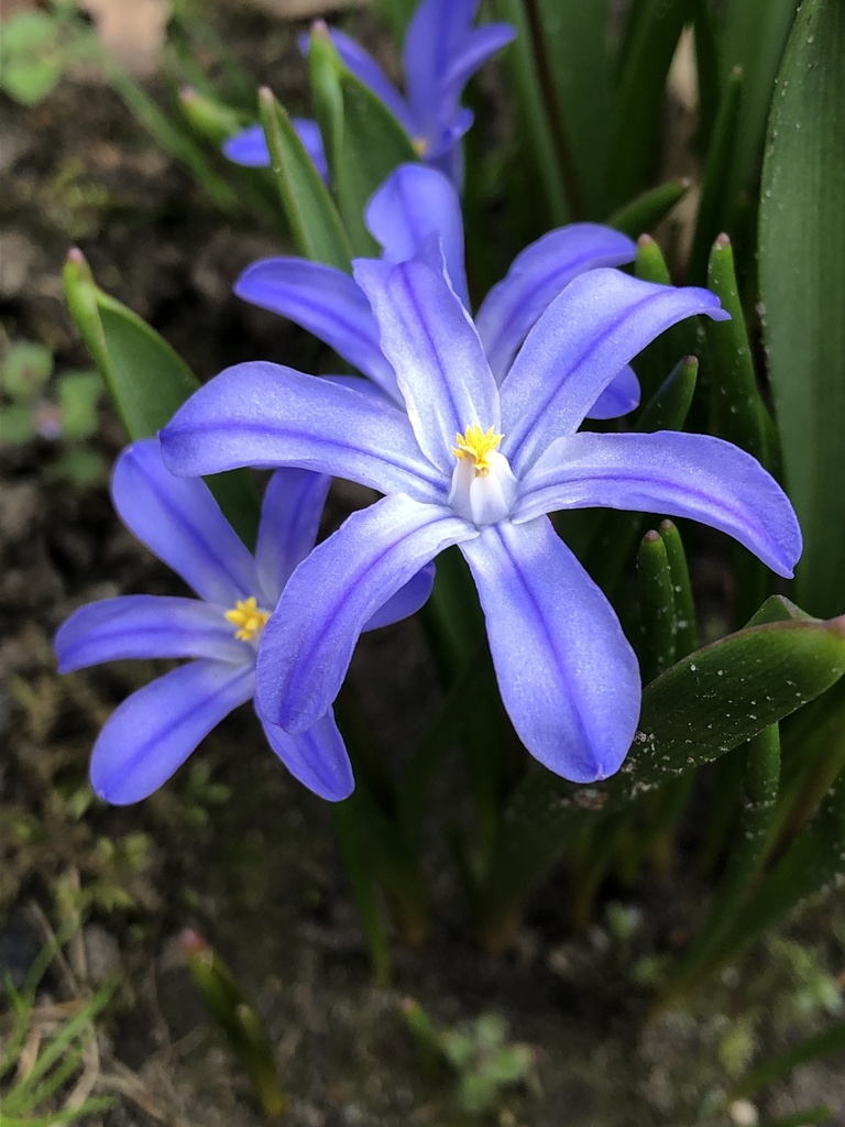 Scilla luciliae — a medium houseplant, prefers full sun light